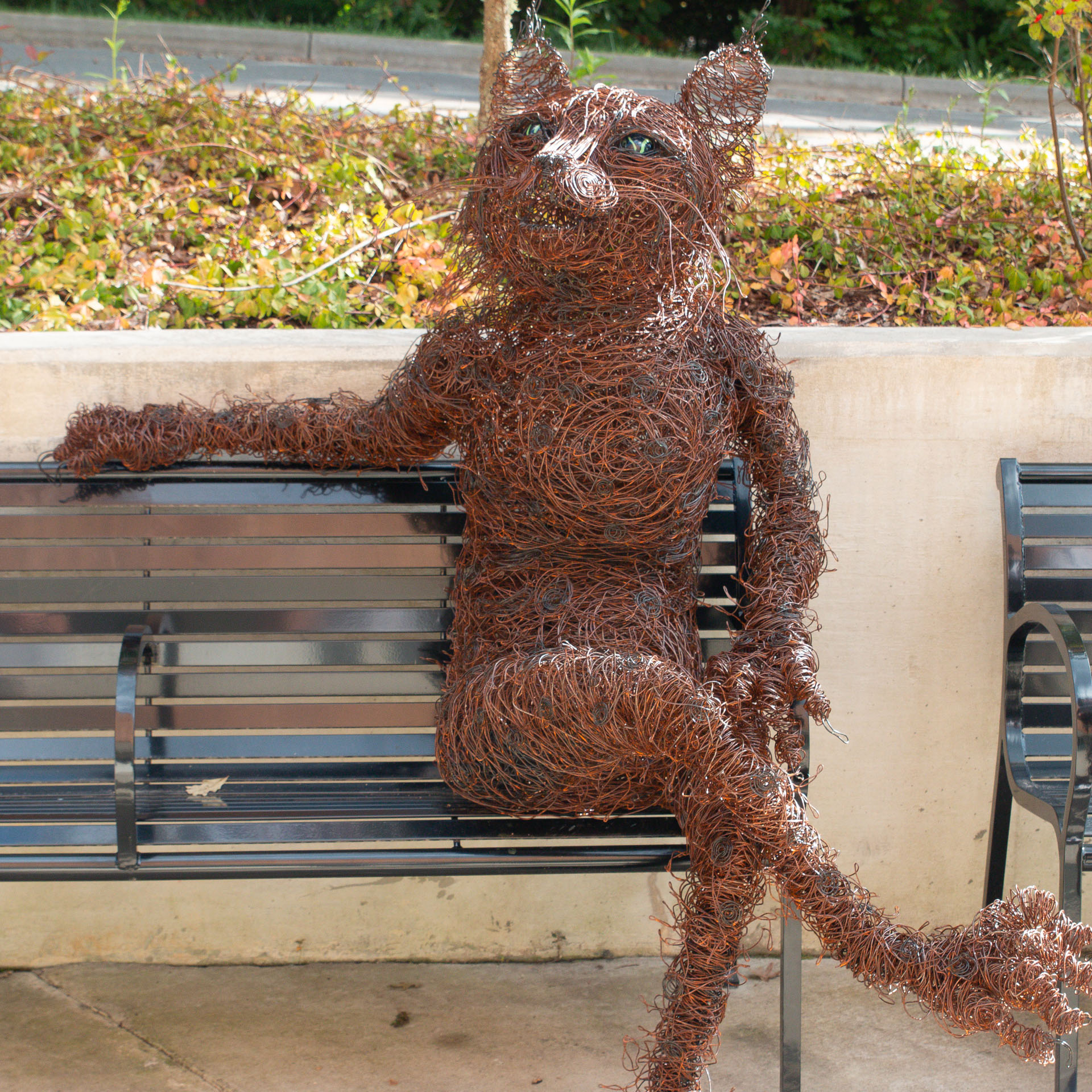 wire bobcat on bench